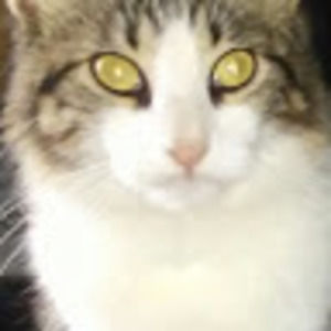 Meet your Posher, Ã§leopatra
